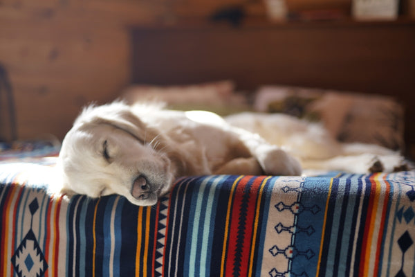 Cloud Nest Calming Pet Bed